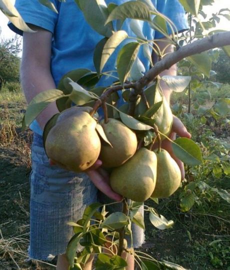 Груша карликовая "Дельбарью" (Осеннего срока созревания)