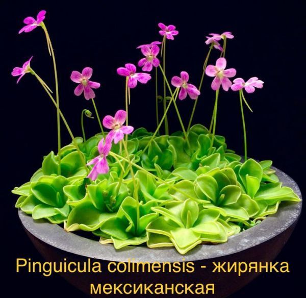 Pinguicula colimensis - Жирянка мексиканская