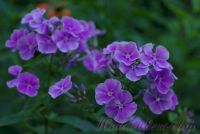 Флокс 'Морской волк' / Phlox 'Morskoj volk'