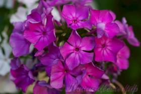 Флокс 'Надежда' / Phlox 'Nadezhda'