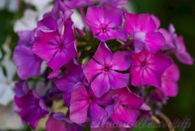 Флокс 'Надежда' / Phlox 'Nadezhda'