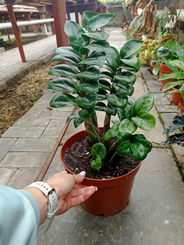 Замиокулькас "Зензи"