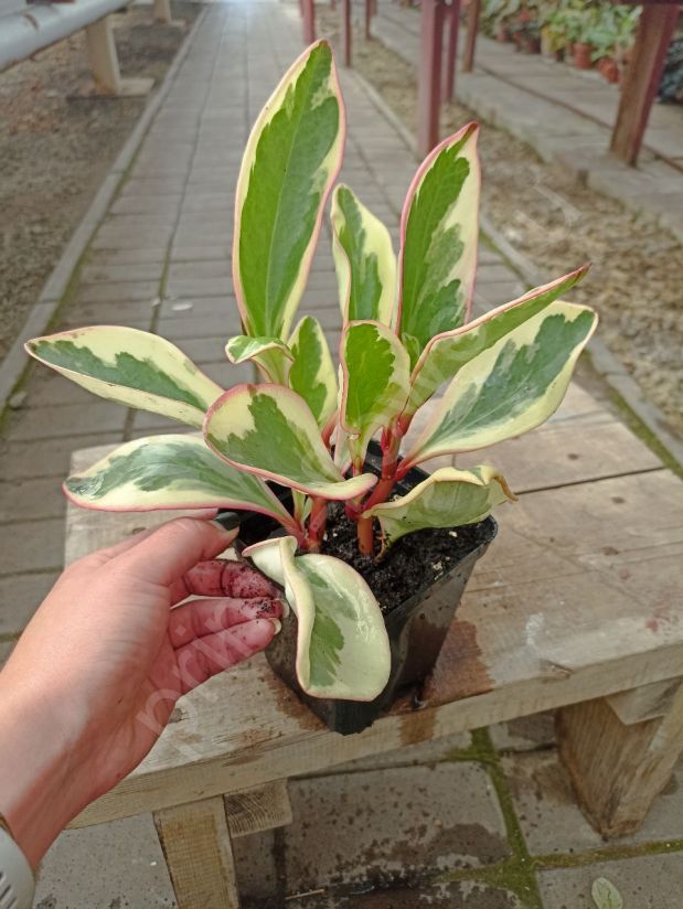 Пеперомия Гинну (Клузиелистная)