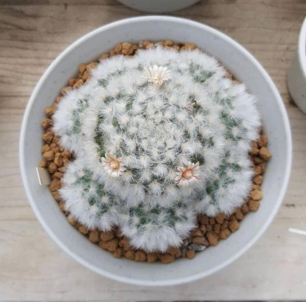 Mammillaria bocasana v multilanata (Маммиллярия бокасана Мультиланата)