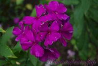 Флокс 'Никольский' / Phlox 'Nikolskij'