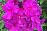 Флокс 'Никольский' / Phlox 'Nikolskij'