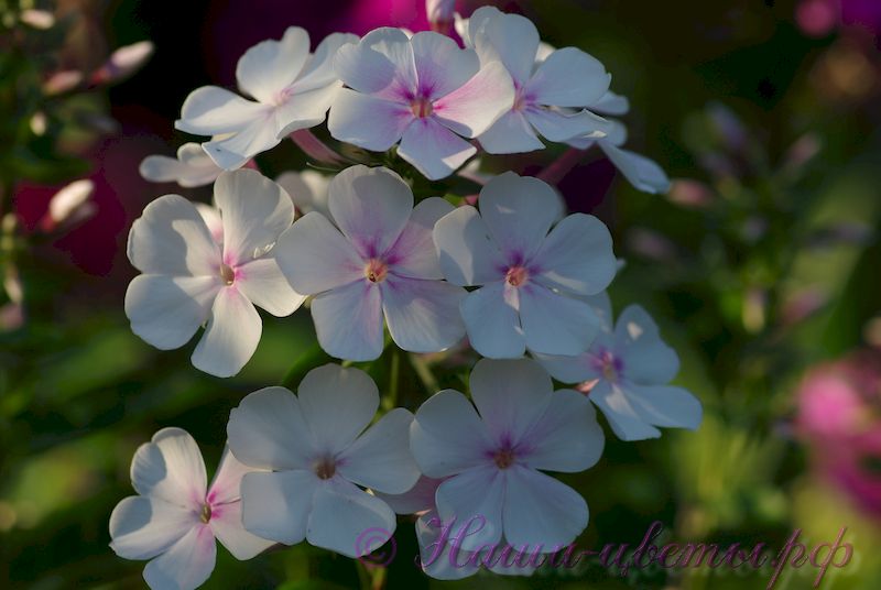 Флокс 'Букет невесты' / Phlox ' Buket nevesty'