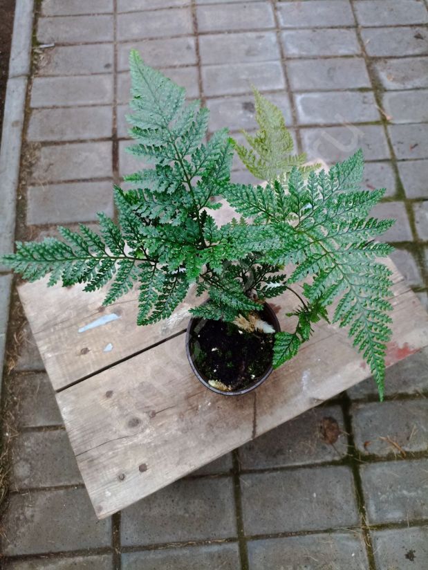 Даваллия Хумата таермани