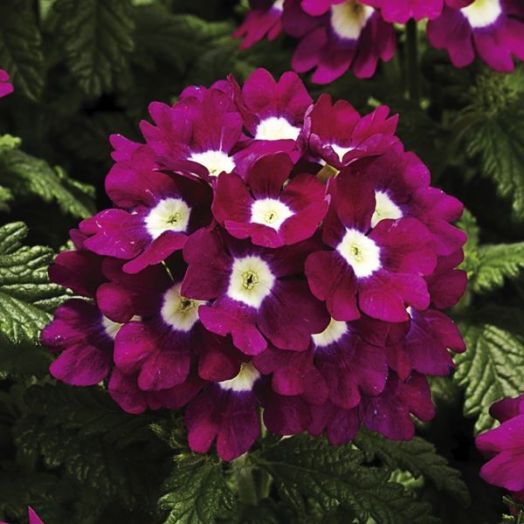 Вербена гибридная (Verbena hybrida) Tuscany Burgundy with Eye, 50 семян