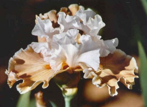 COFFEE WHISPERS Blyth ( Австралия ), 1999