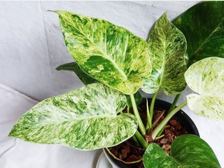 Philodendron Giganteum Variegata