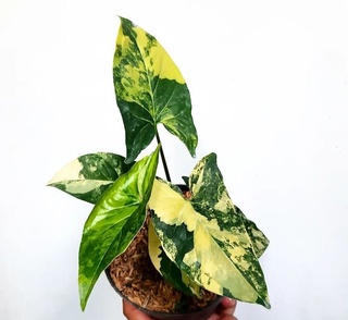 YELLOW VARIEGATA