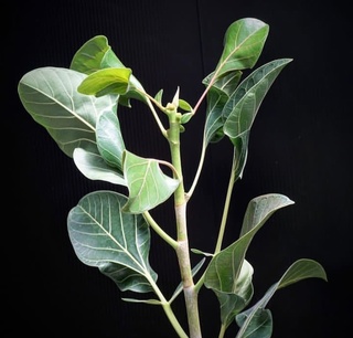 Фикус Кришны