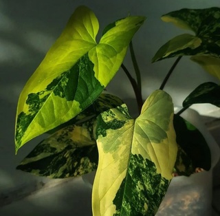YELLOW VARIEGATA
