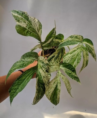 Эпипремнум AMIDRIUM MEDIUM VARIEGATA Т-02