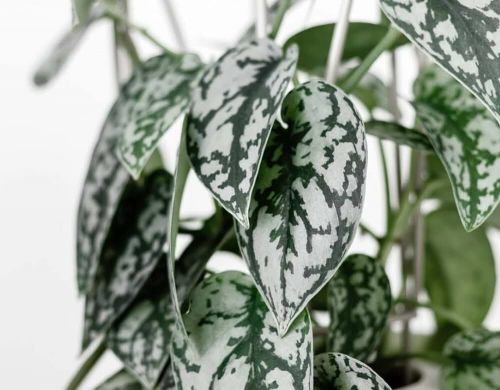 Сциндапсус Silver Lady