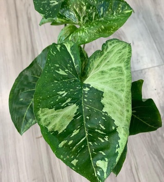 Сингониум PANDA