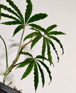 Антуриум Многорассечённый (Anthurium Polyschistum)