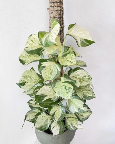 сциндапсус MARBLE APPLE