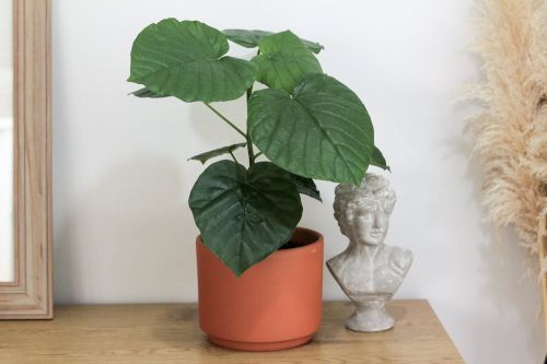 Фикус Умбеллата