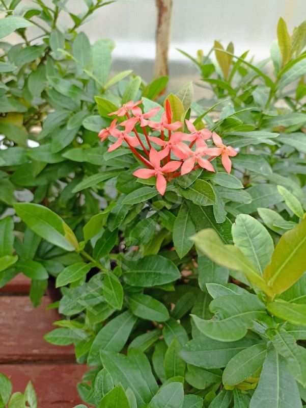 Иксора "Пламя лесов"