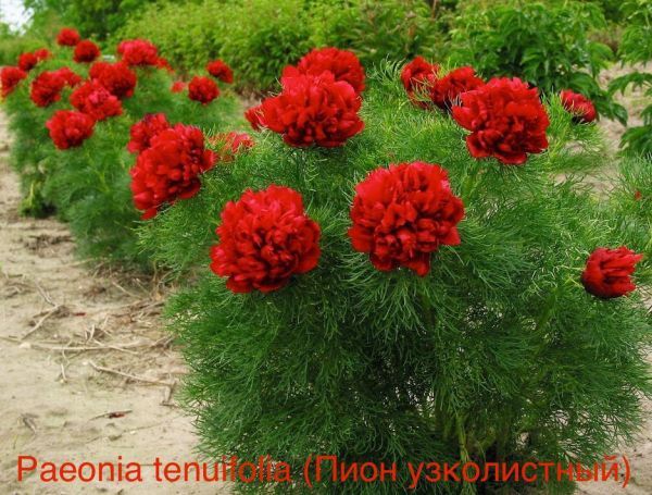 Paeonia tenuifolia (Пион узколистный)