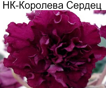 НК-Королева Сердец (Н.Козак)  НОВИНКА