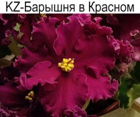 KZ-Барышня в Красном (Заикина)  НОВИНКА