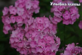 Флокс 'Улыбка Мамы' / Phlox 'Ulybka Mamy'