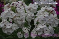 Флокс 'Тайное Желание' / Phlox 'Tainoe Gelanie'