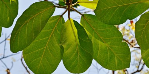 Ficus LUTEA