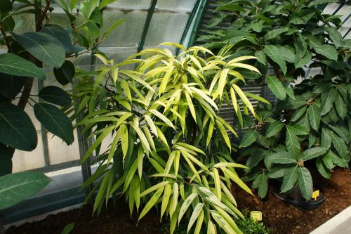 Амстел Голд