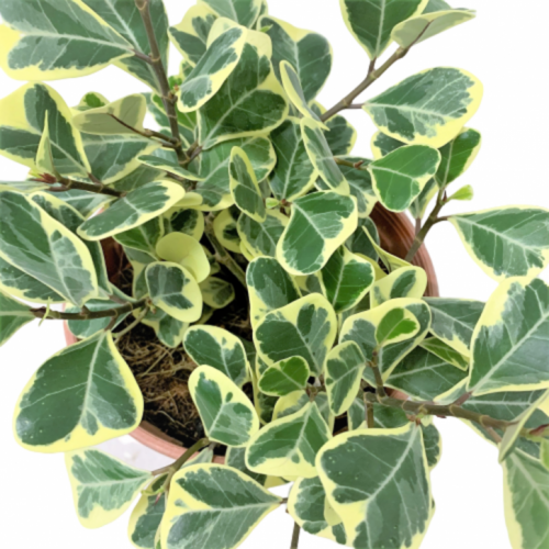 Фикус Триангулярис ВАЙТ МАРДЖИН