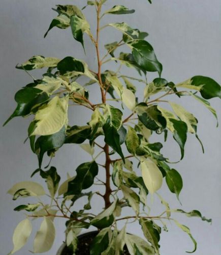 Фикус КЁРЛИ