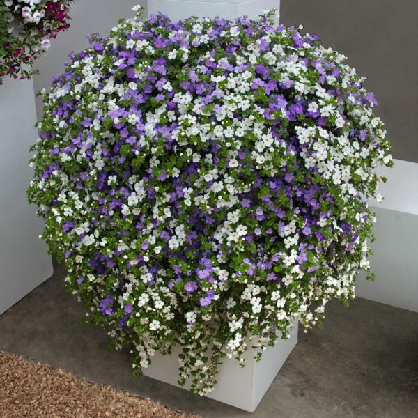 Бакопа сердцелистная mix (Bacopa cordata)