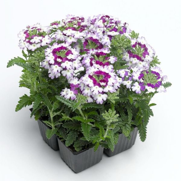 Вербена Obsession Twister Purple