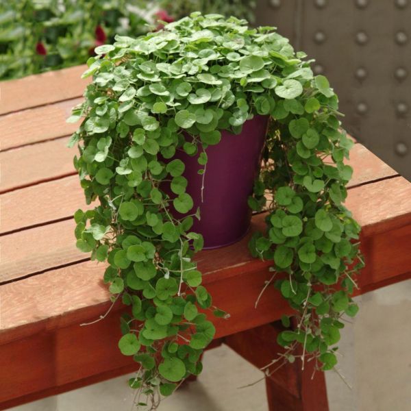 Дихондра ползучая (Dichondra repens) Emerald Falls