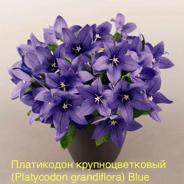 Платикодон крупноцветковый (Platycodon grandiflora) Blue