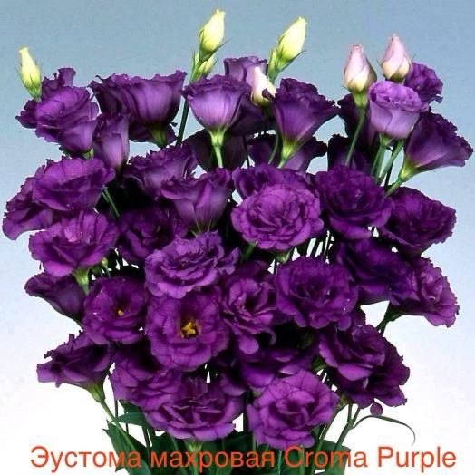 Эустома махровая Croma Purple