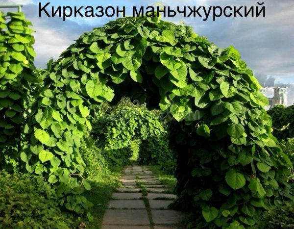 Кирказон маньчжурский