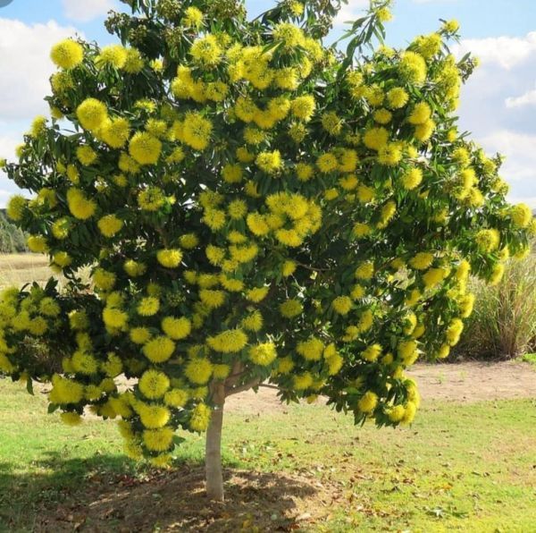 Xanthostemon chrysanthus (Ксантостемон золотистый)