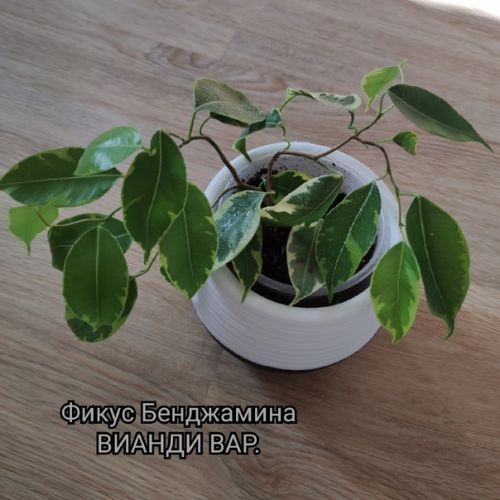 Wiandi Variegata фикус бенджамина Вианди вариегатныйй