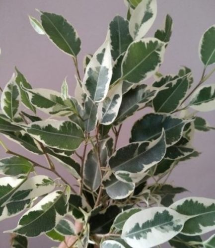 Фикус ТВИЛАЙТ