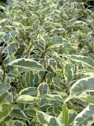 Фикус САМАНТА