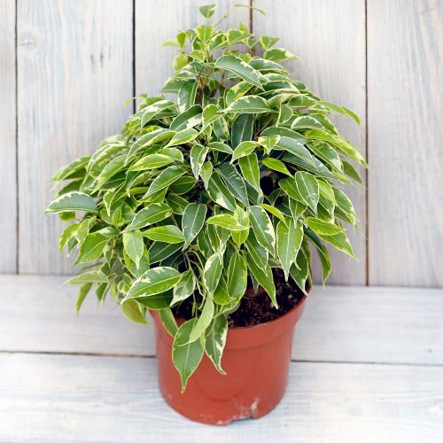 фикус Кинки