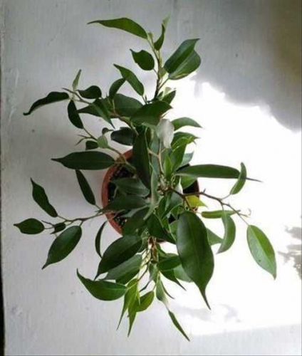 Фикус Бенджамина Пандора