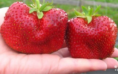 Клубника Чамора Туруси