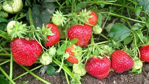 Клубника Фейт