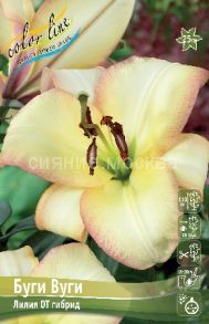 Лилия БУГИ ВУГИ (BOOGIE VOOGIE), ОТ-гибрид 12/14, 2 шт