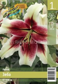 Лилия ЗЕБА (ZEBA), ОТ-гибрид 12/14, 1 шт